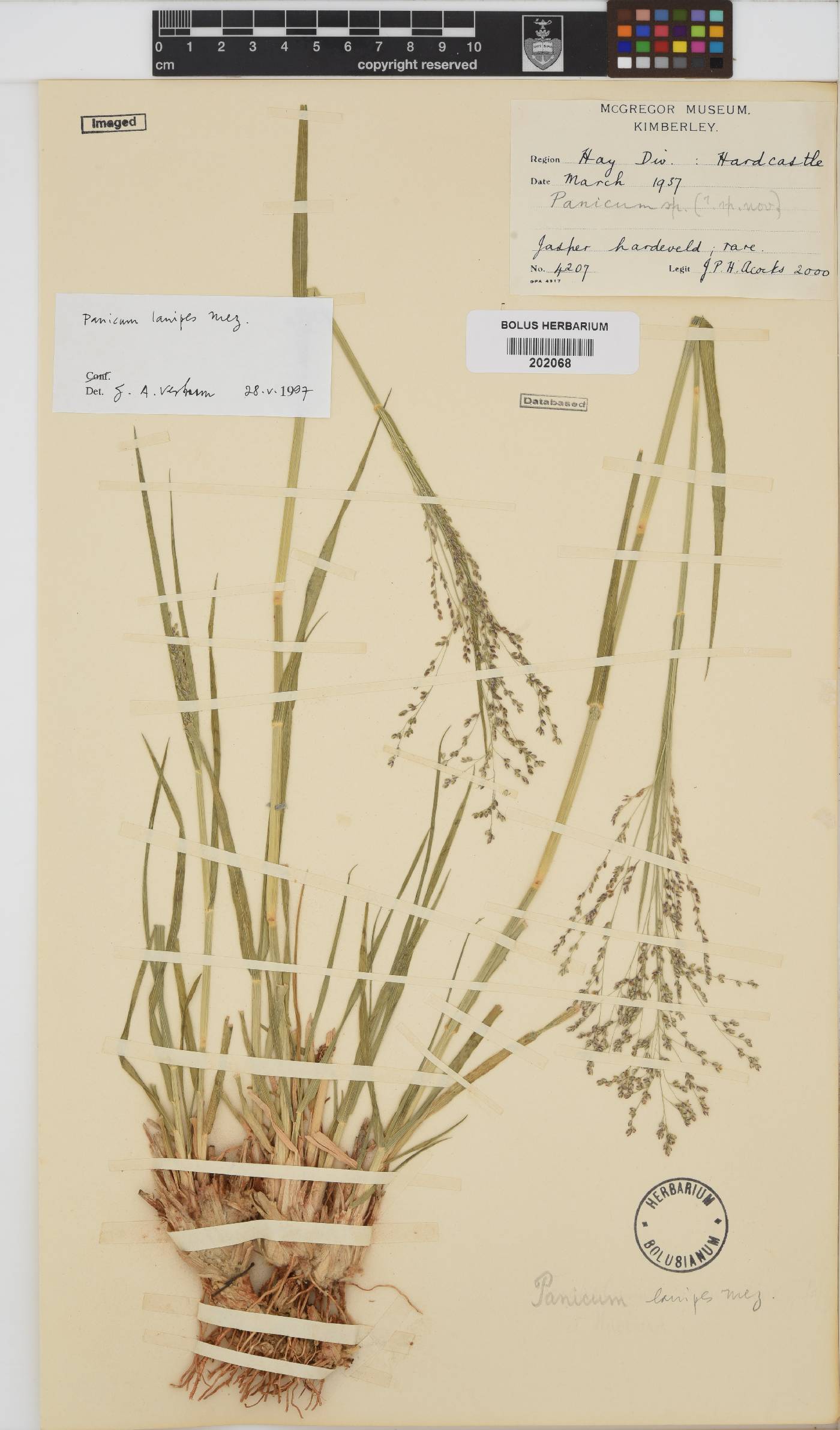 Panicum lanipes image