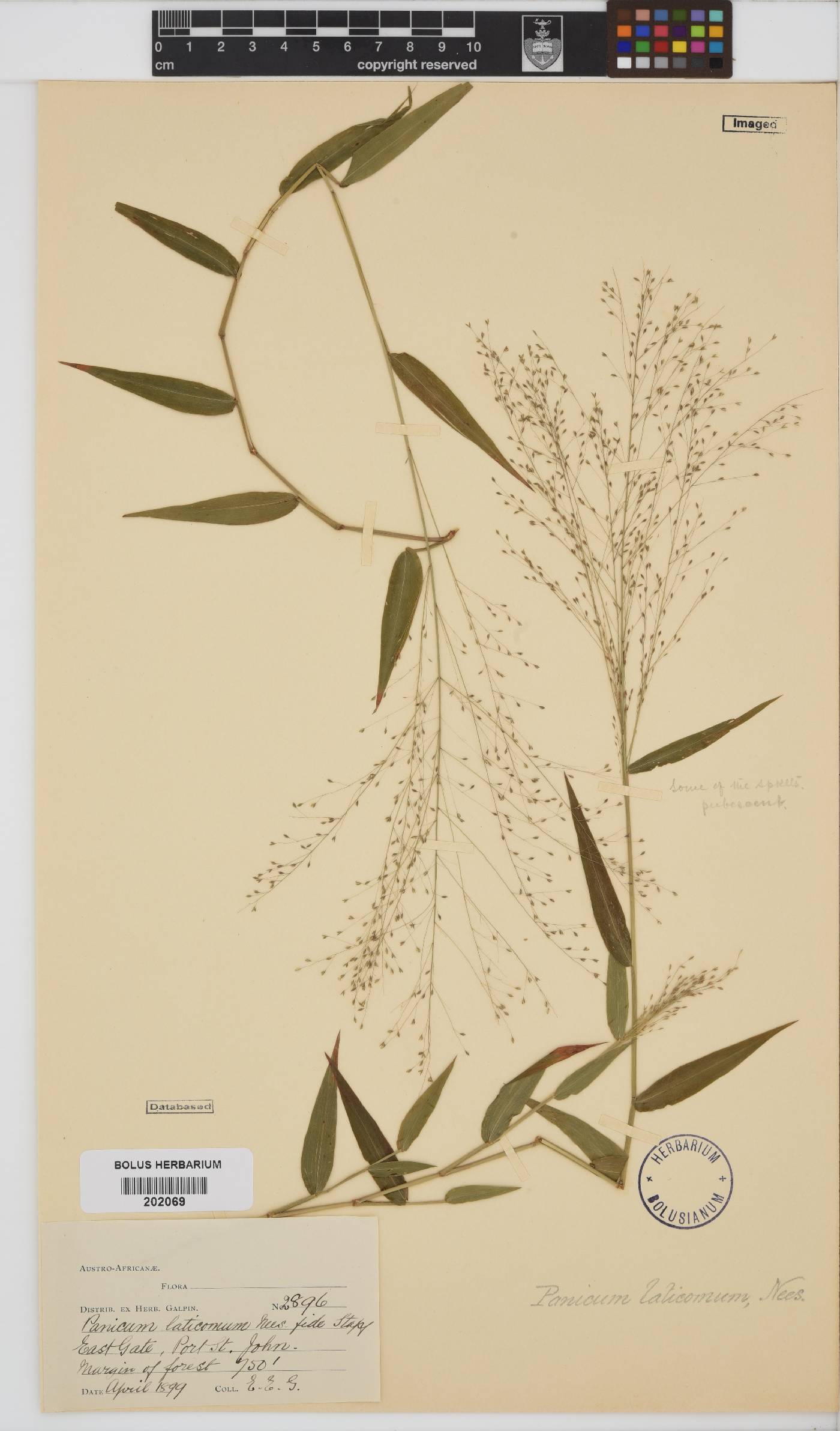 Panicum laticomum image