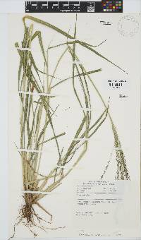 Panicum maximum image