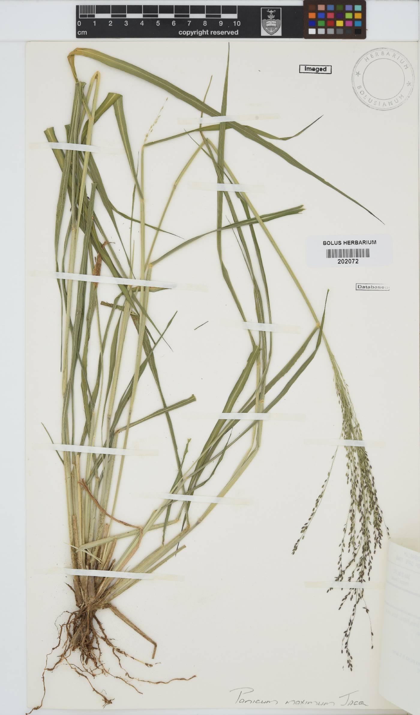 Panicum image