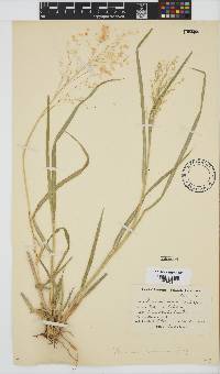 Panicum maximum image