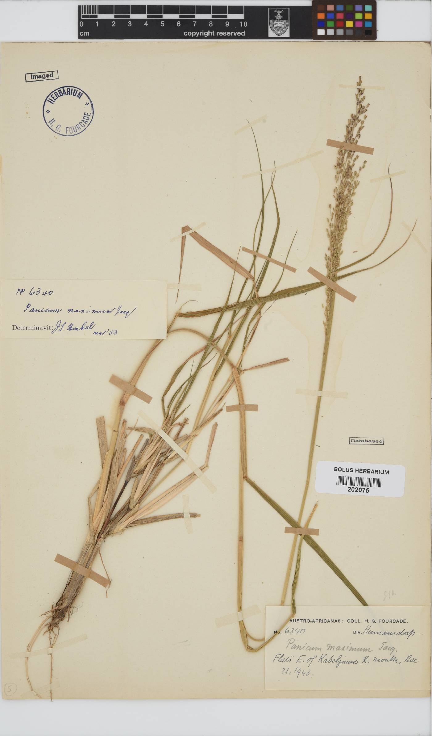 Panicum maximum image