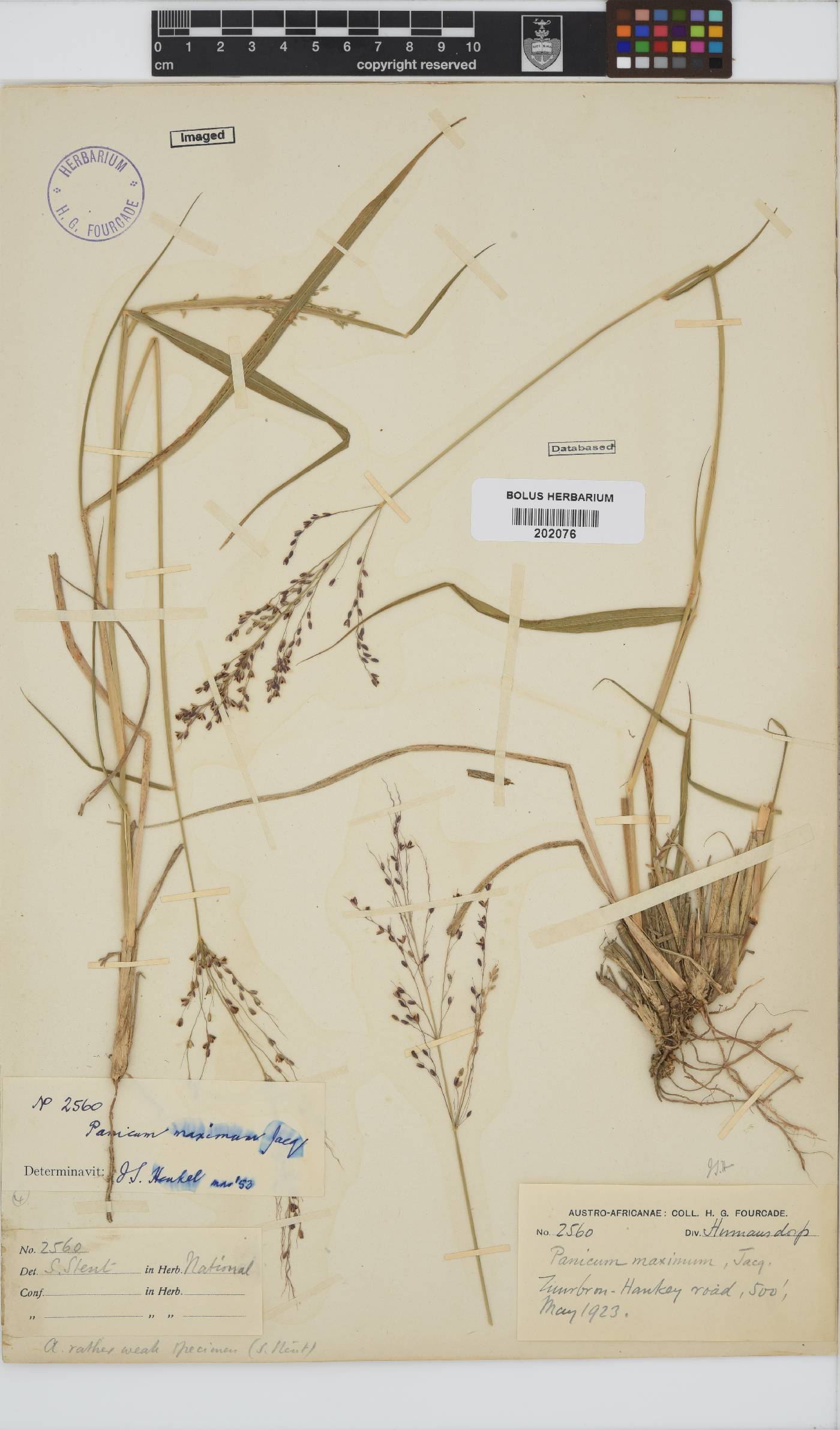 Panicum maximum image