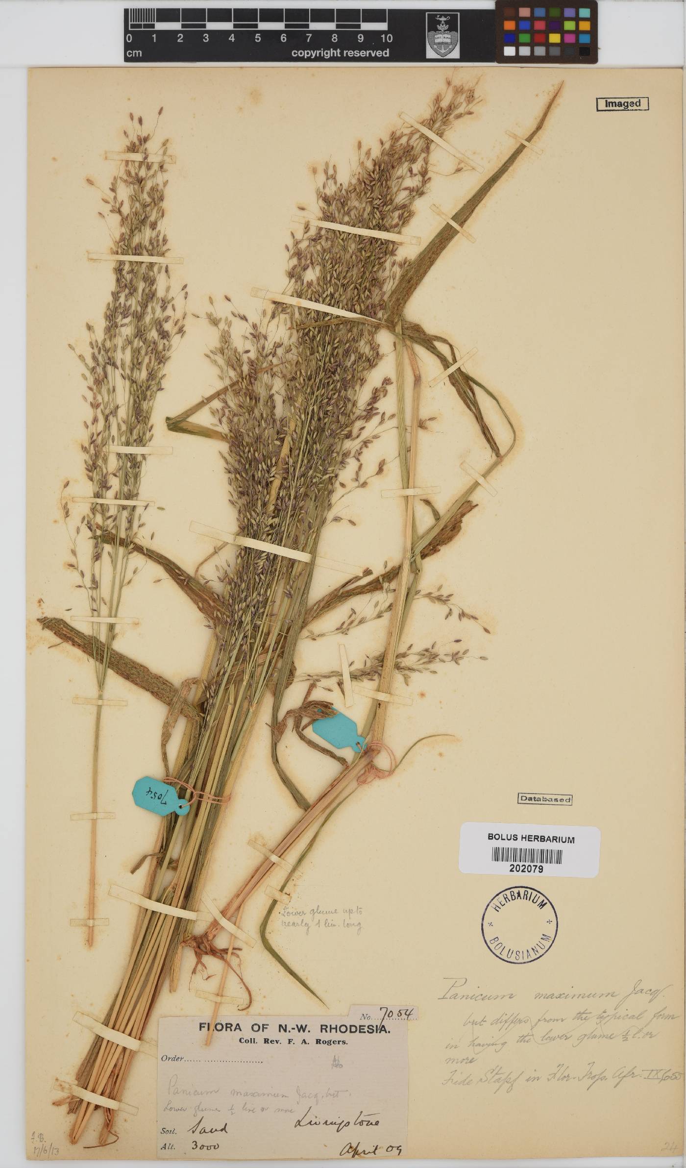 Panicum maximum image