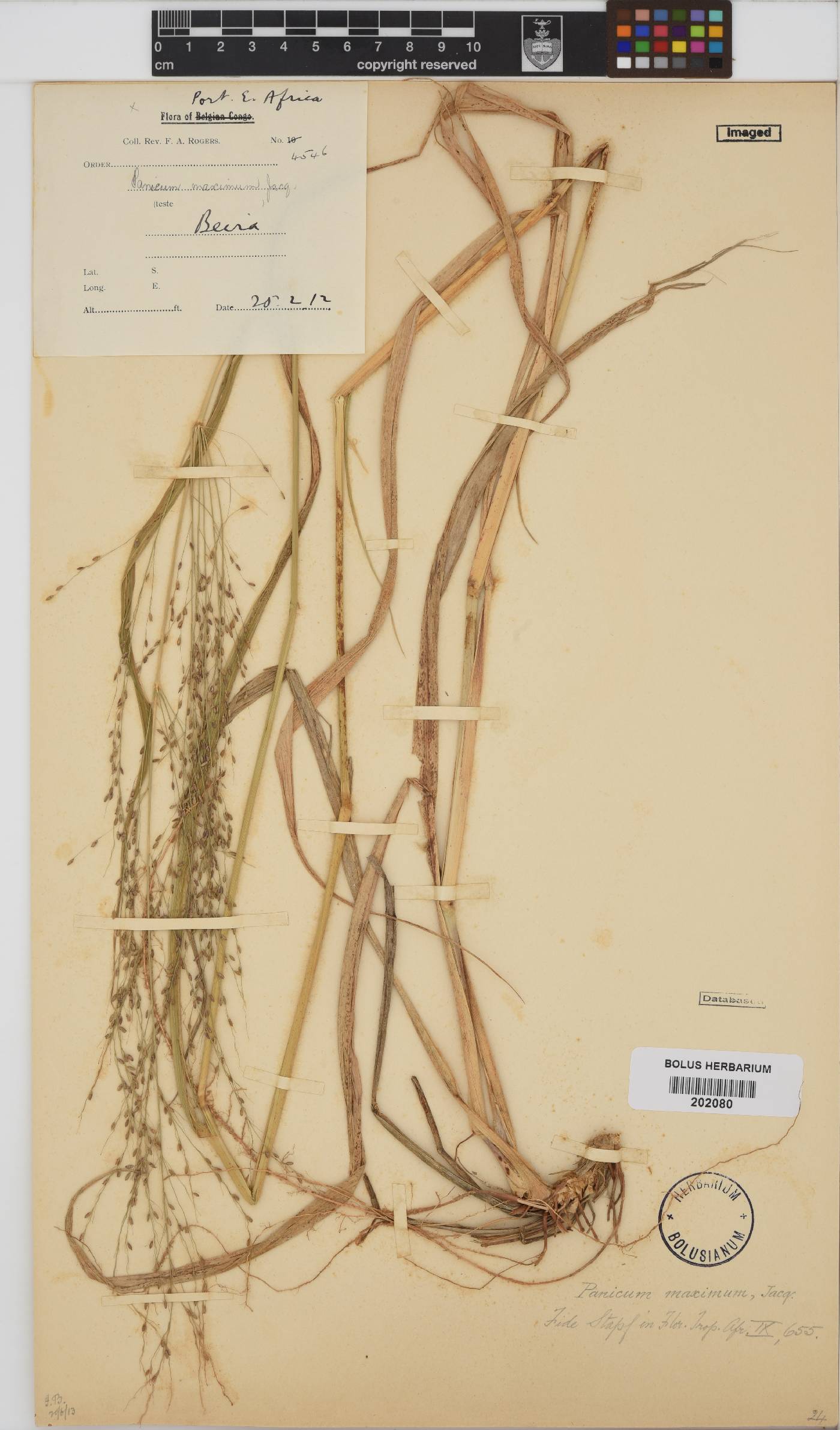 Panicum image