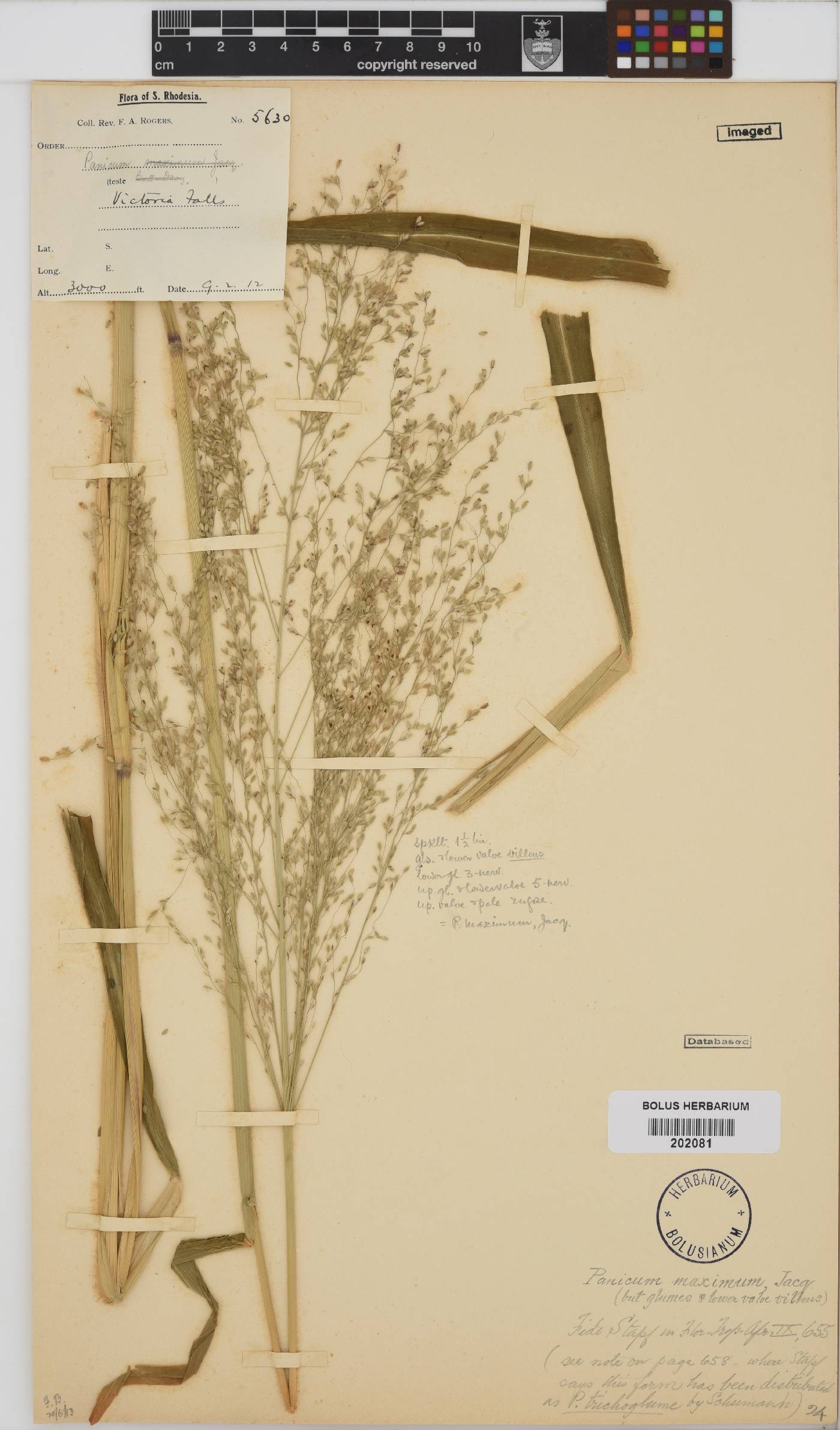 Panicum maximum image