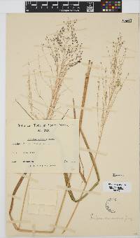 Panicum maximum image