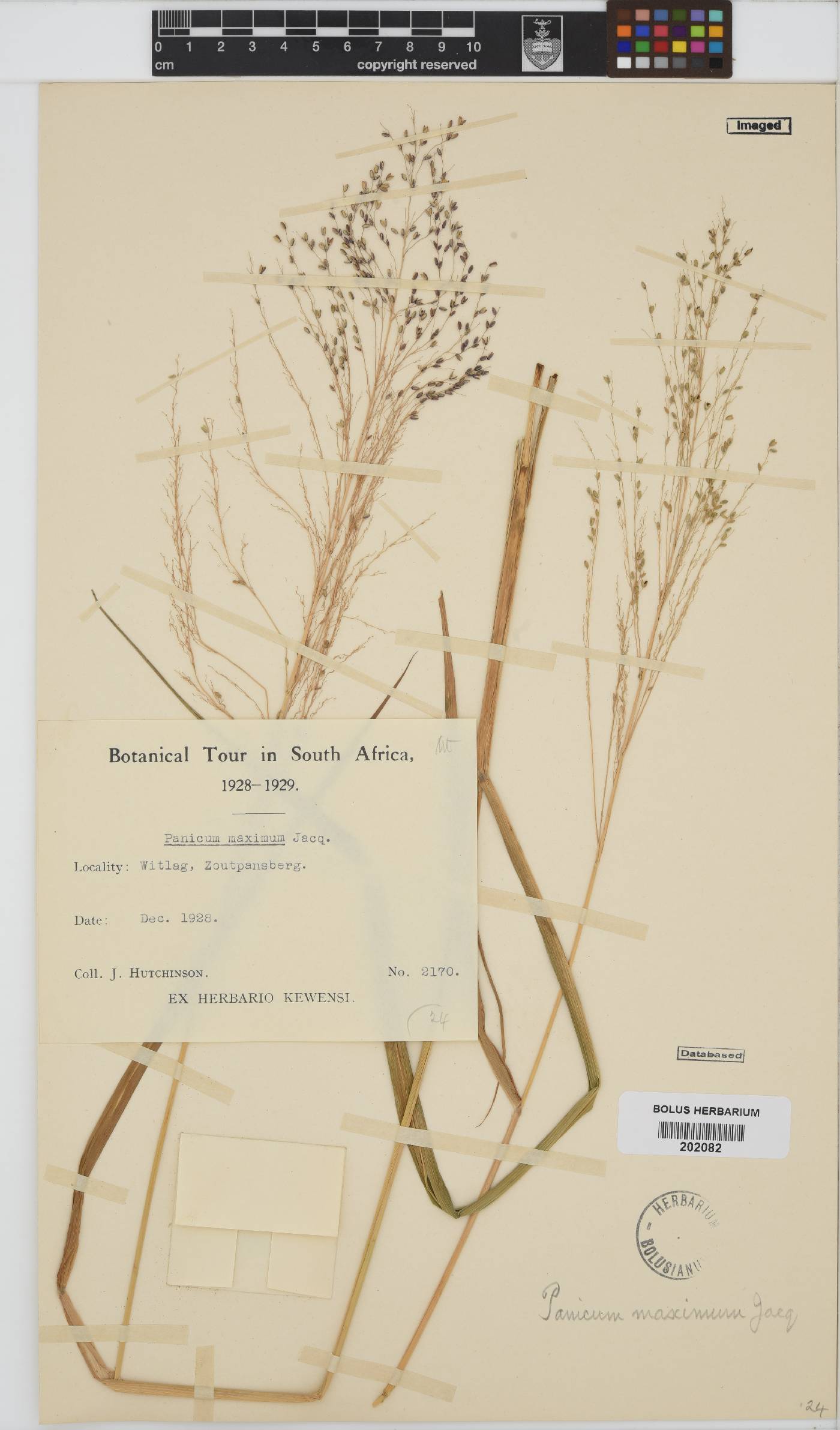 Panicum maximum image