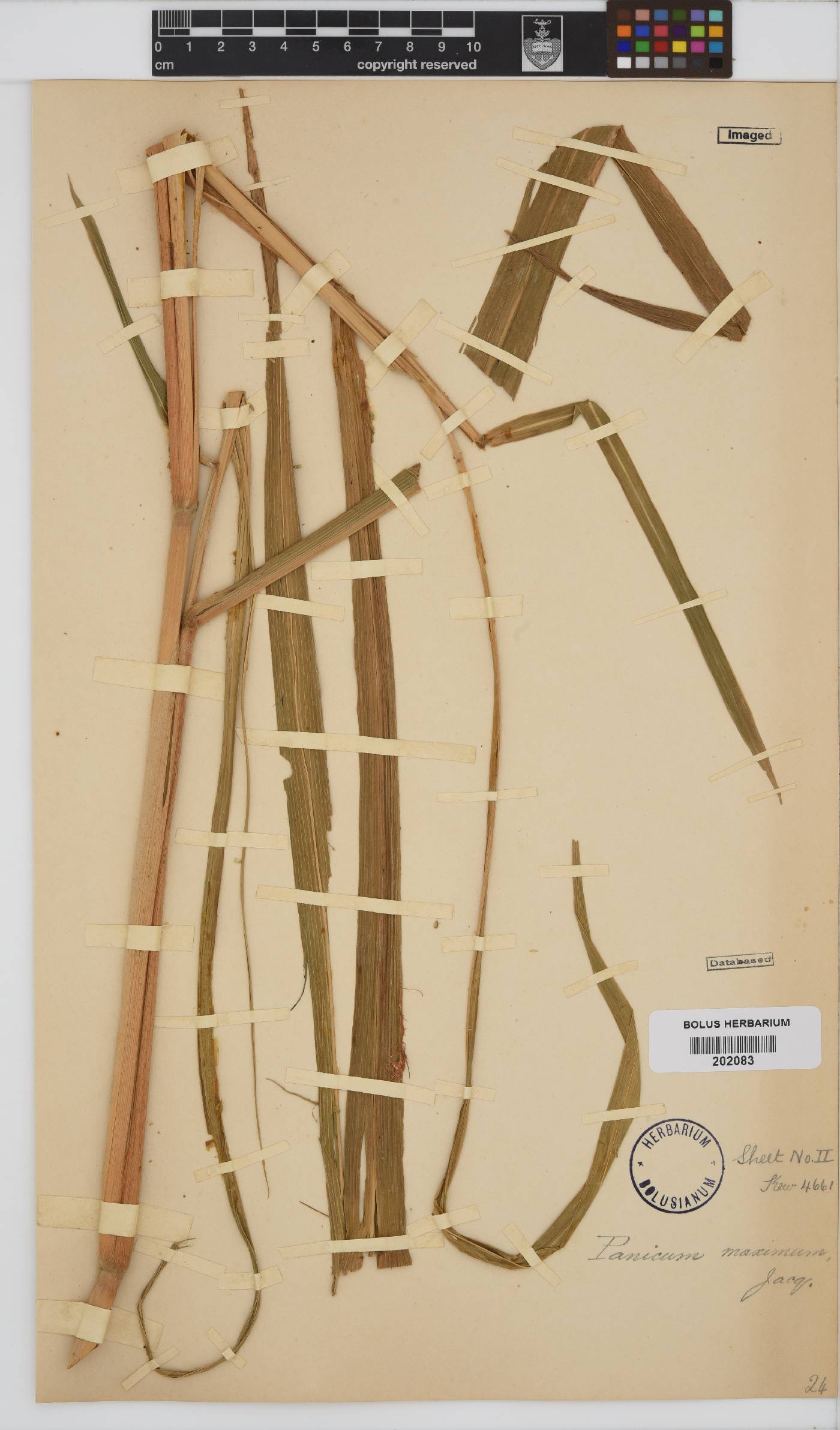 Panicum image