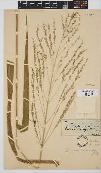 Panicum maximum image