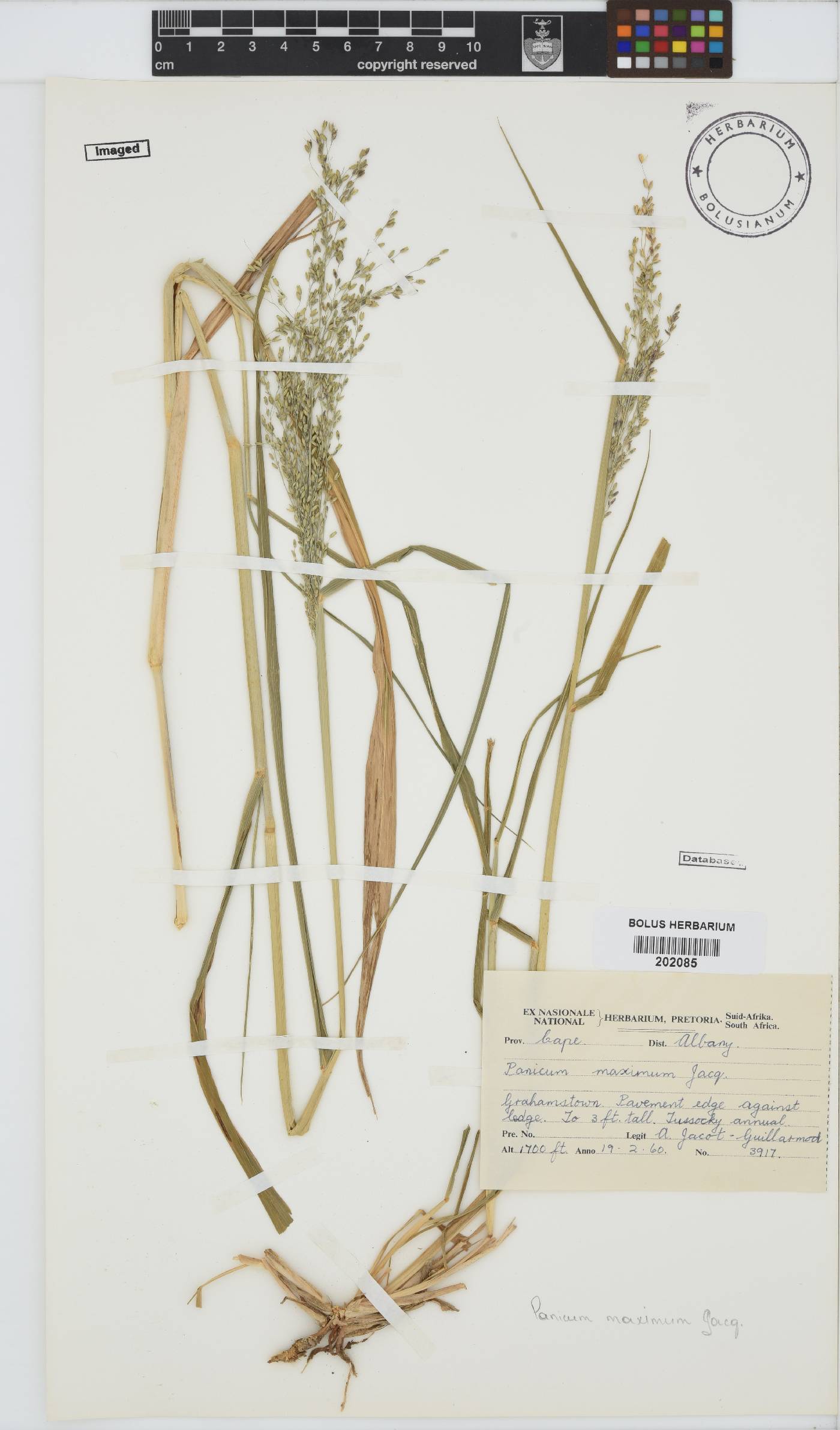 Panicum image