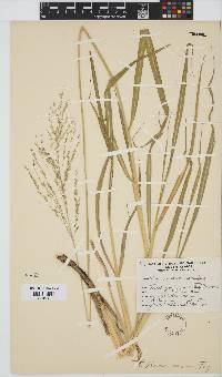 Panicum maximum image