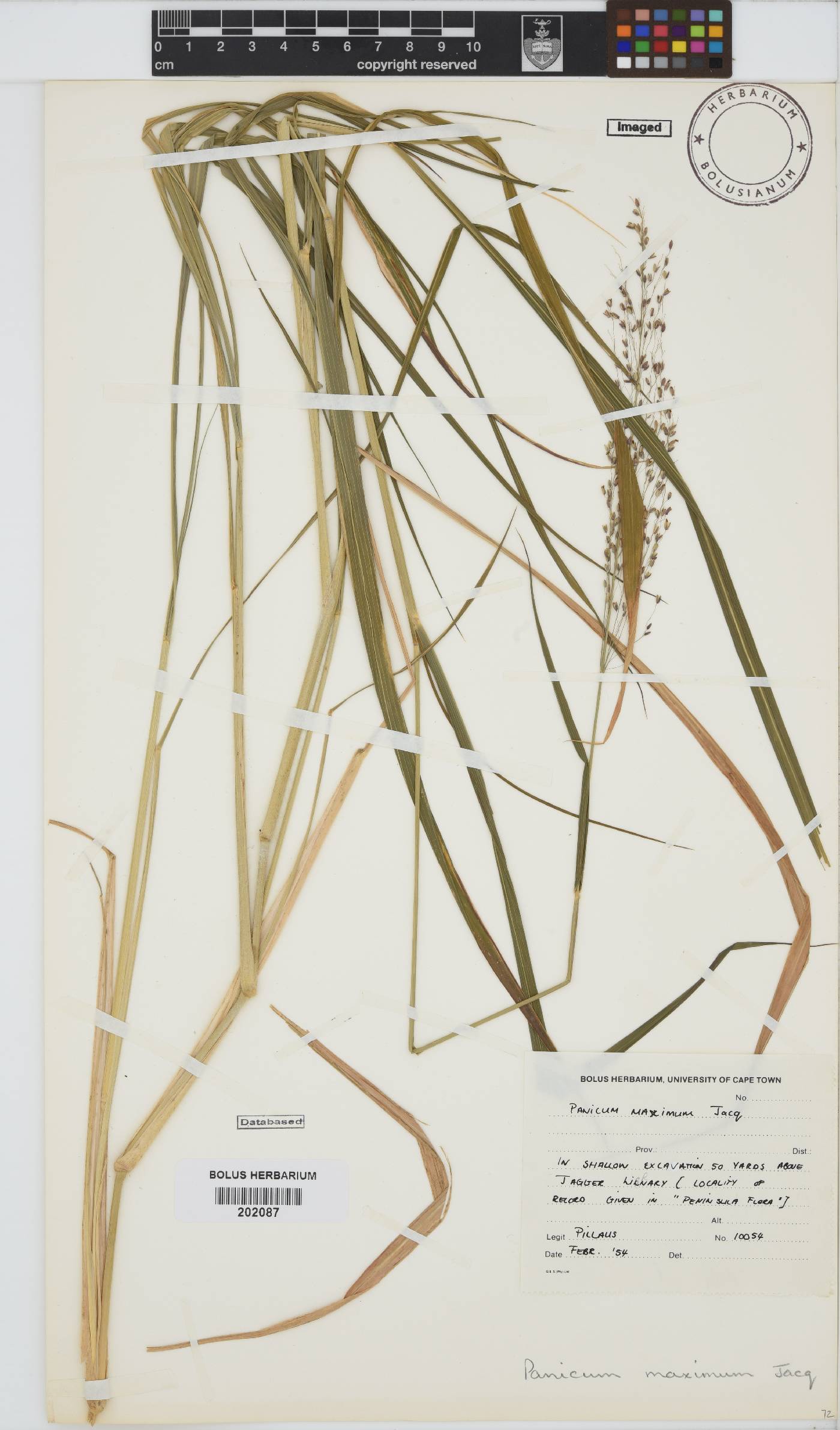 Panicum maximum image