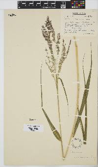 Panicum maximum image