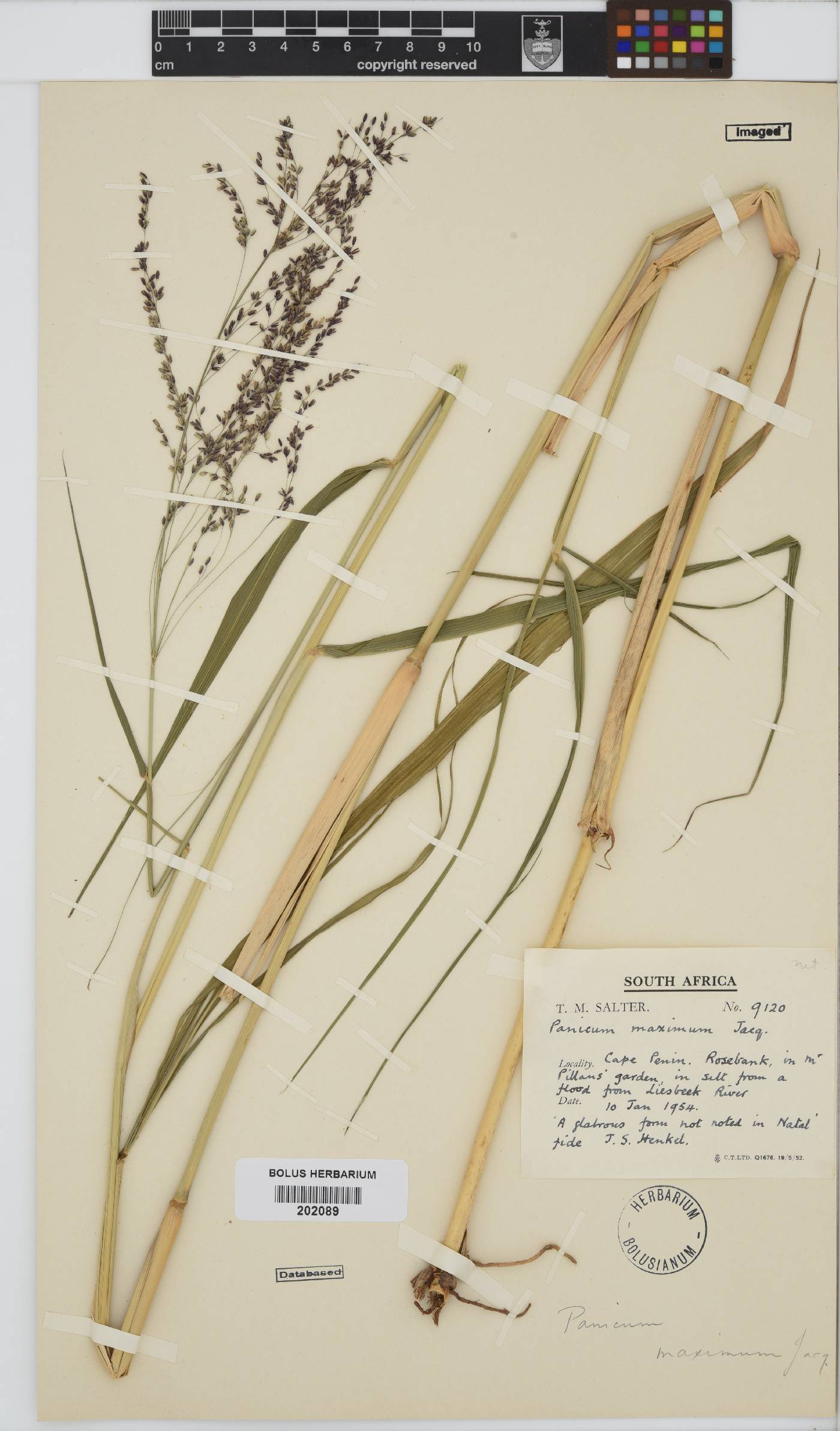 Panicum maximum image