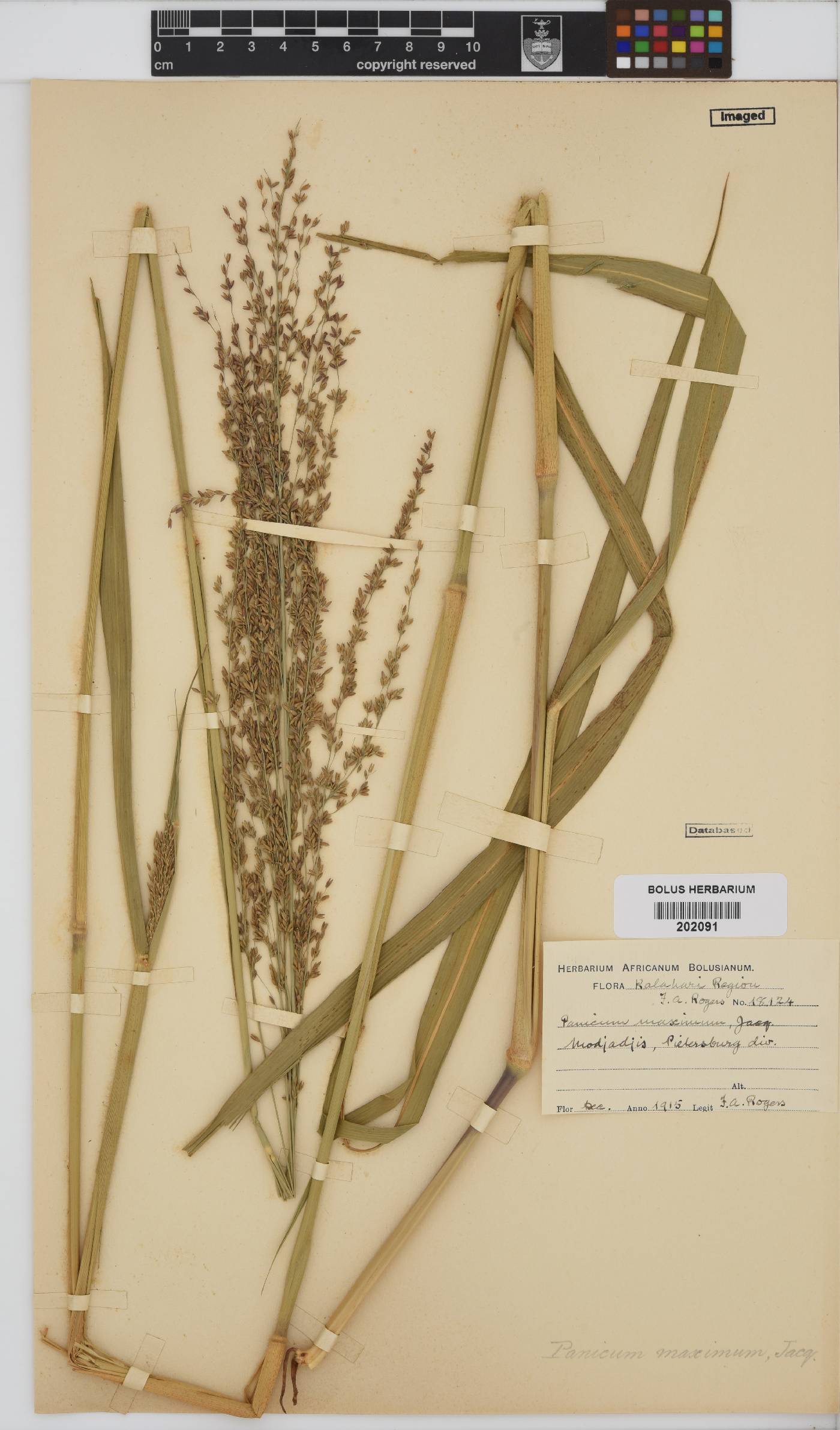 Panicum maximum image