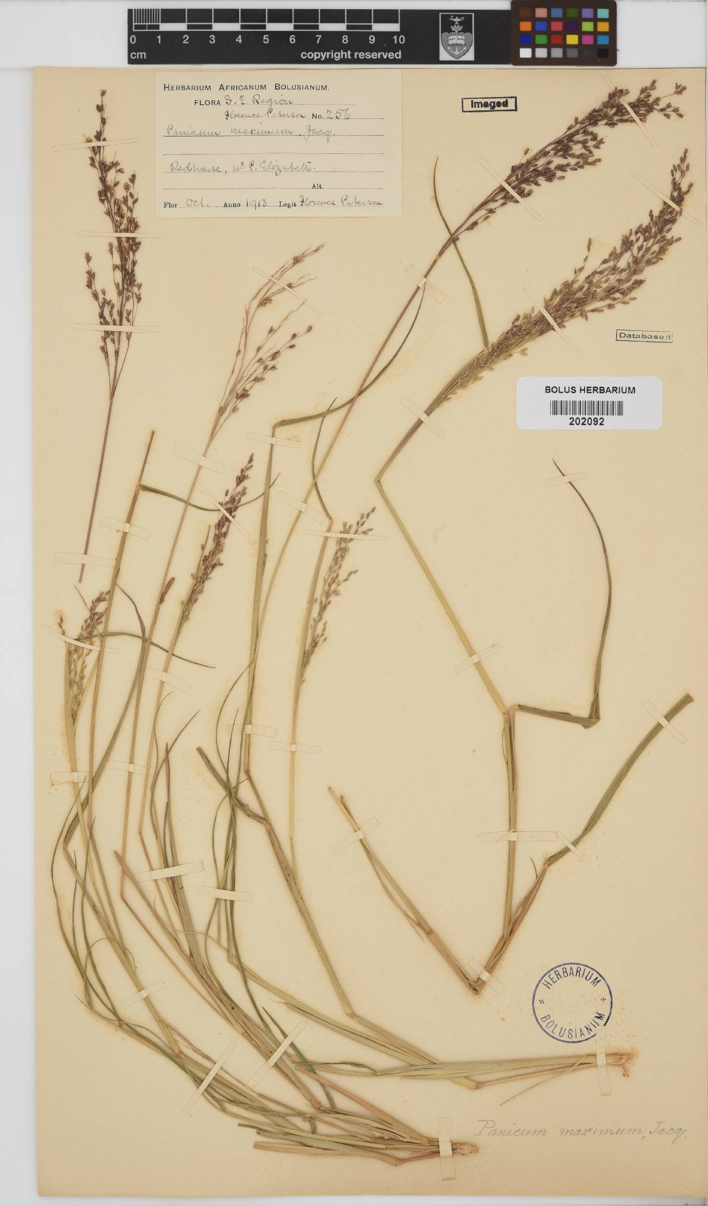 Panicum maximum image