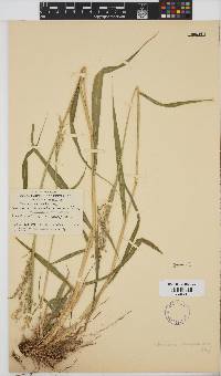 Panicum maximum image