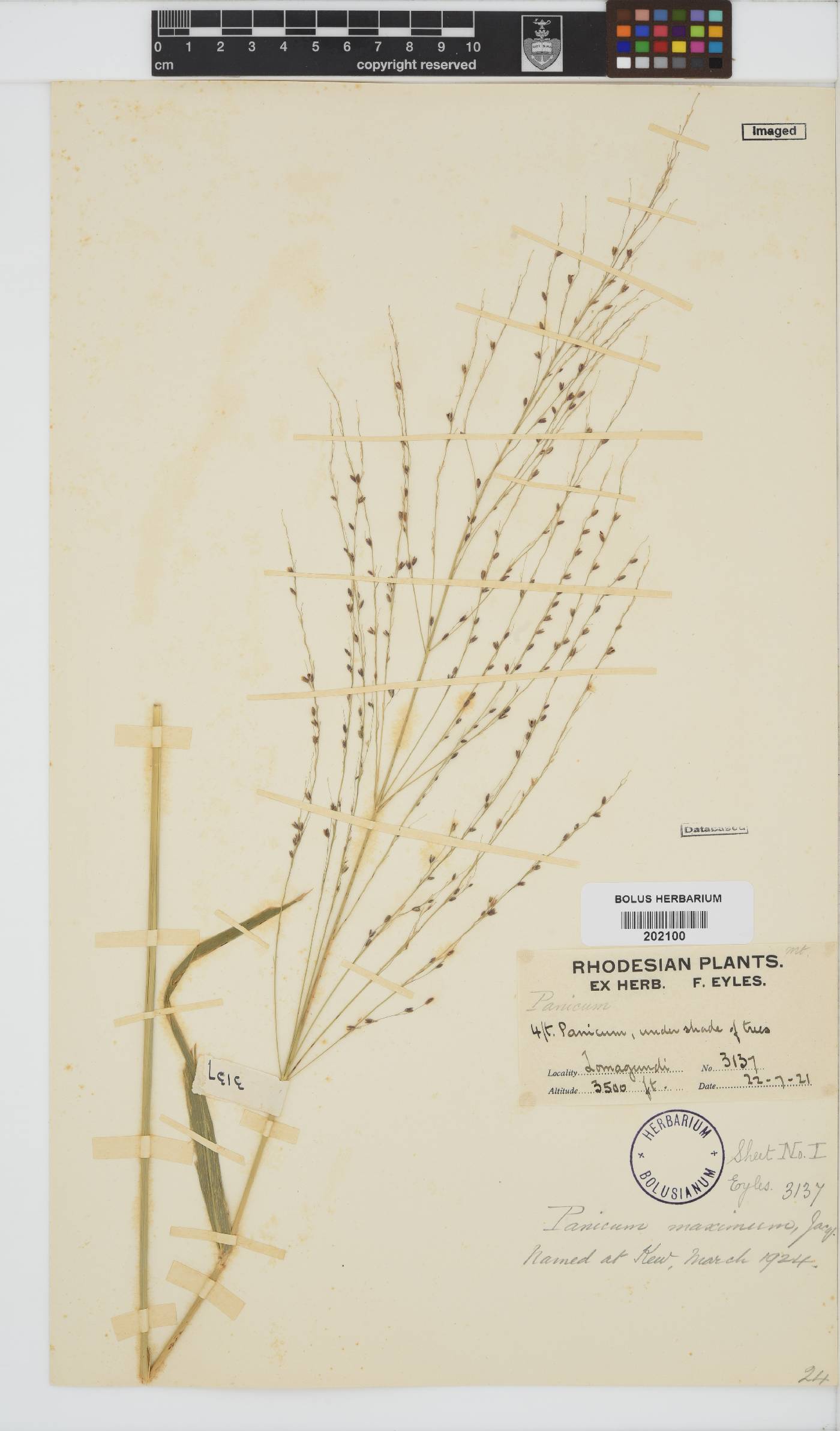 Panicum maximum image