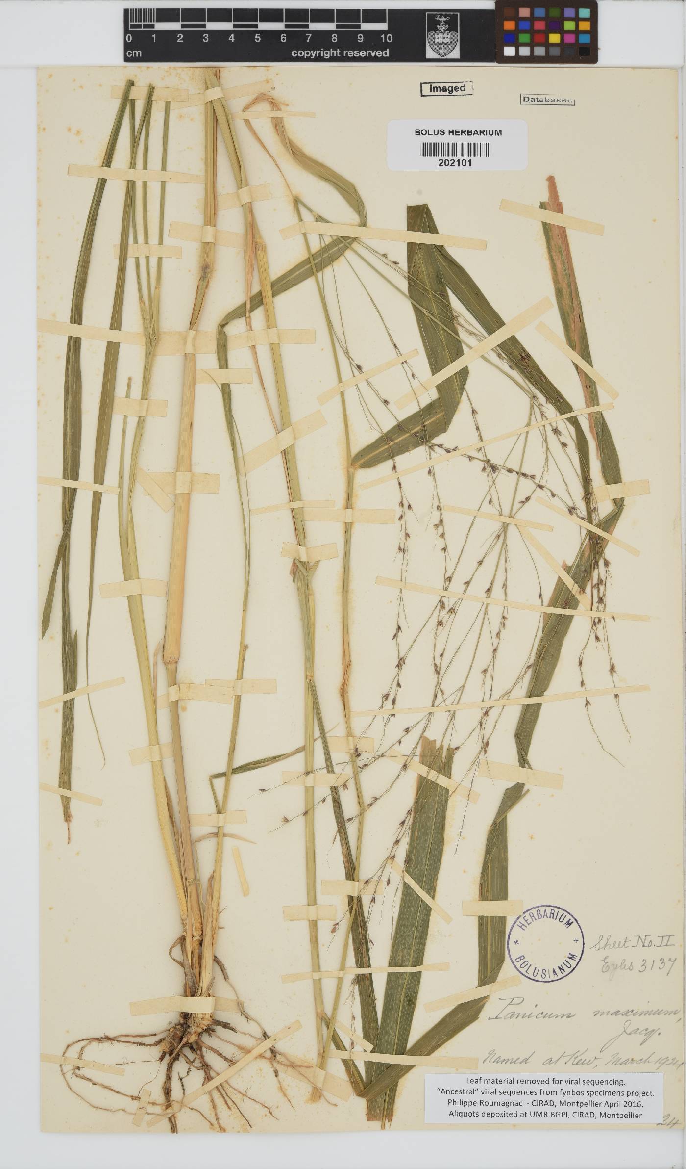 Panicum image