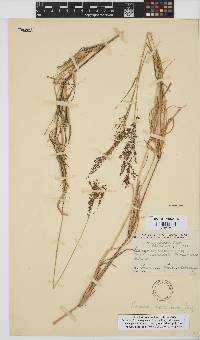 Panicum maximum image