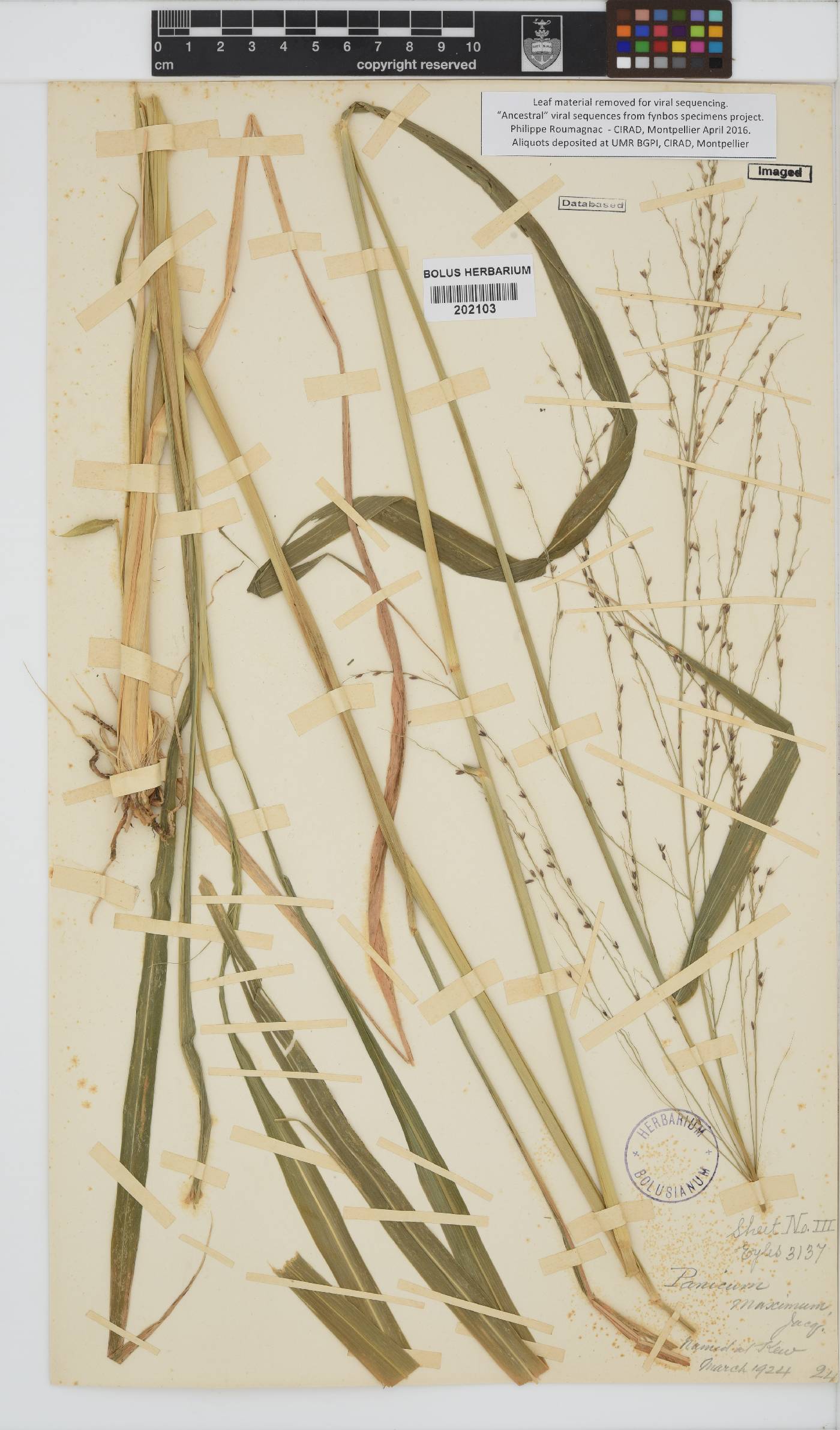 Panicum maximum image