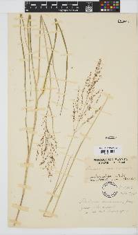 Panicum maximum image