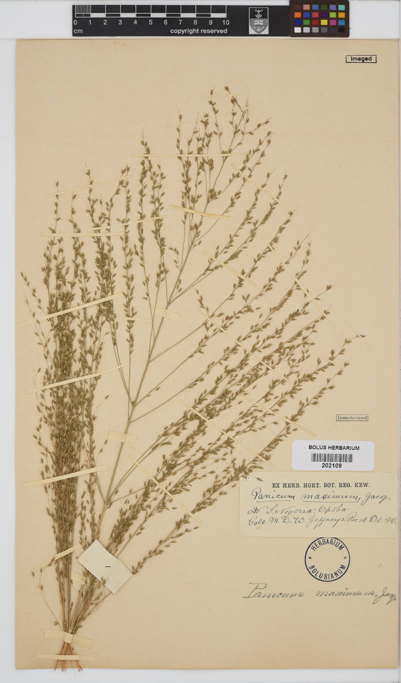 Panicum image