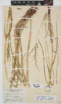 Panicum maximum image