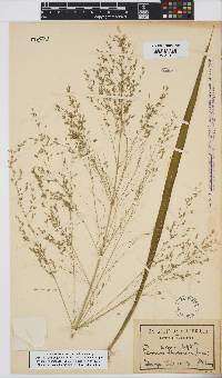 Panicum maximum image