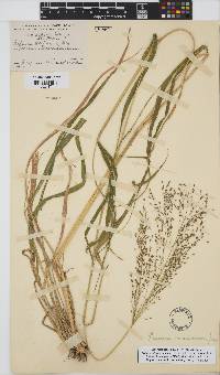 Panicum maximum image