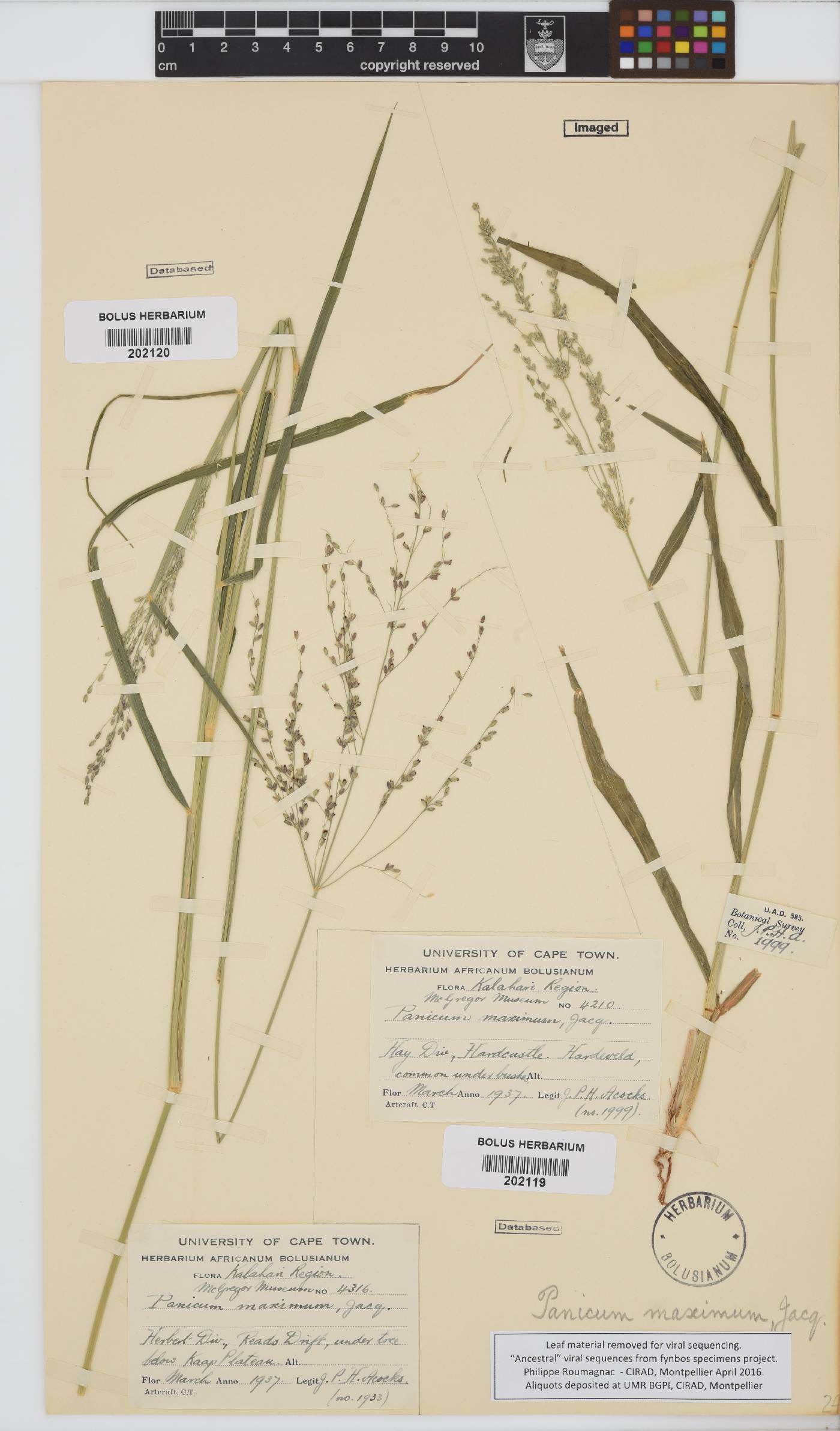 Panicum maximum image