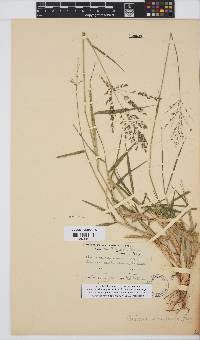 Panicum maximum image