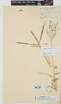 Panicum maximum image