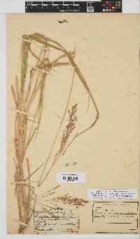 Panicum maximum image