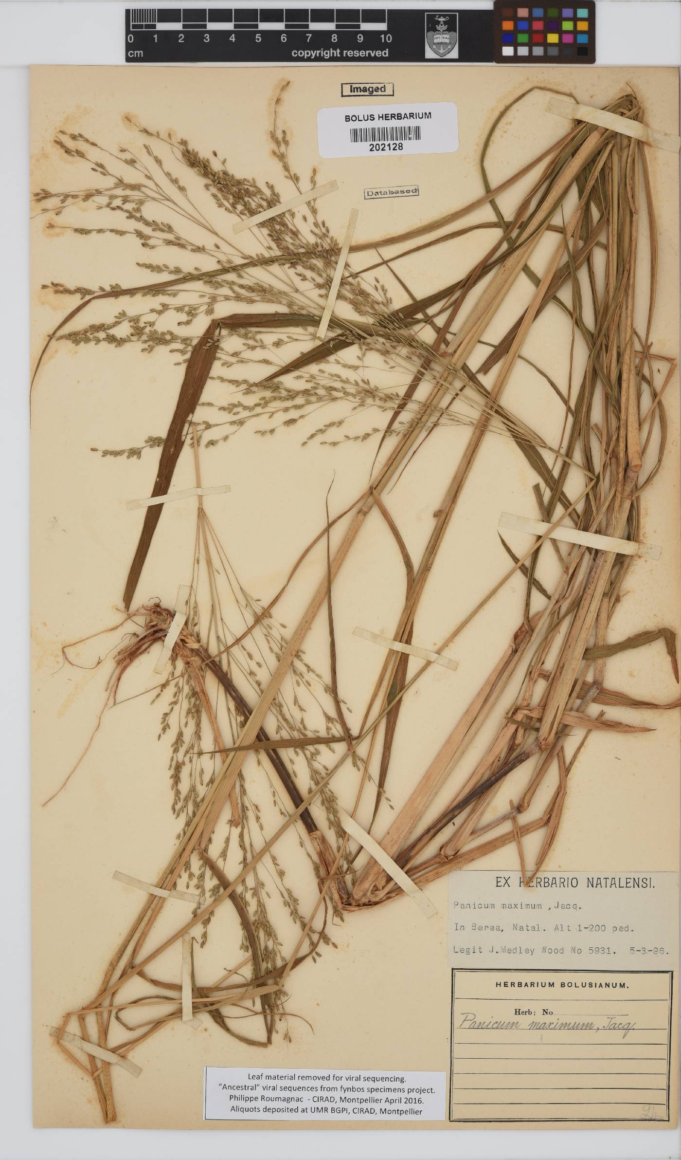 Panicum maximum image