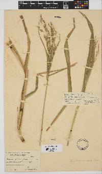 Panicum miliaceum image