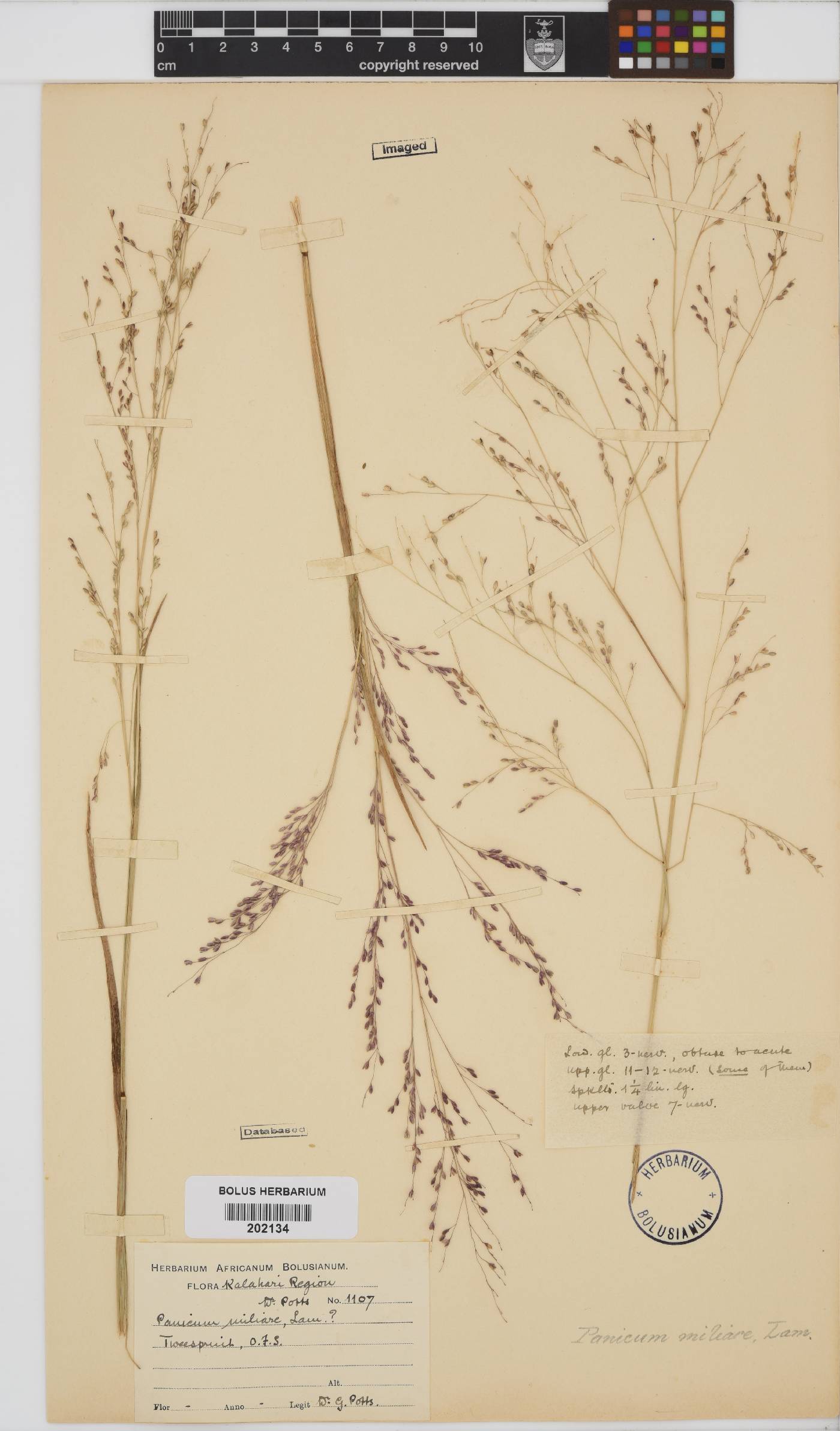 Panicum miliaceum image