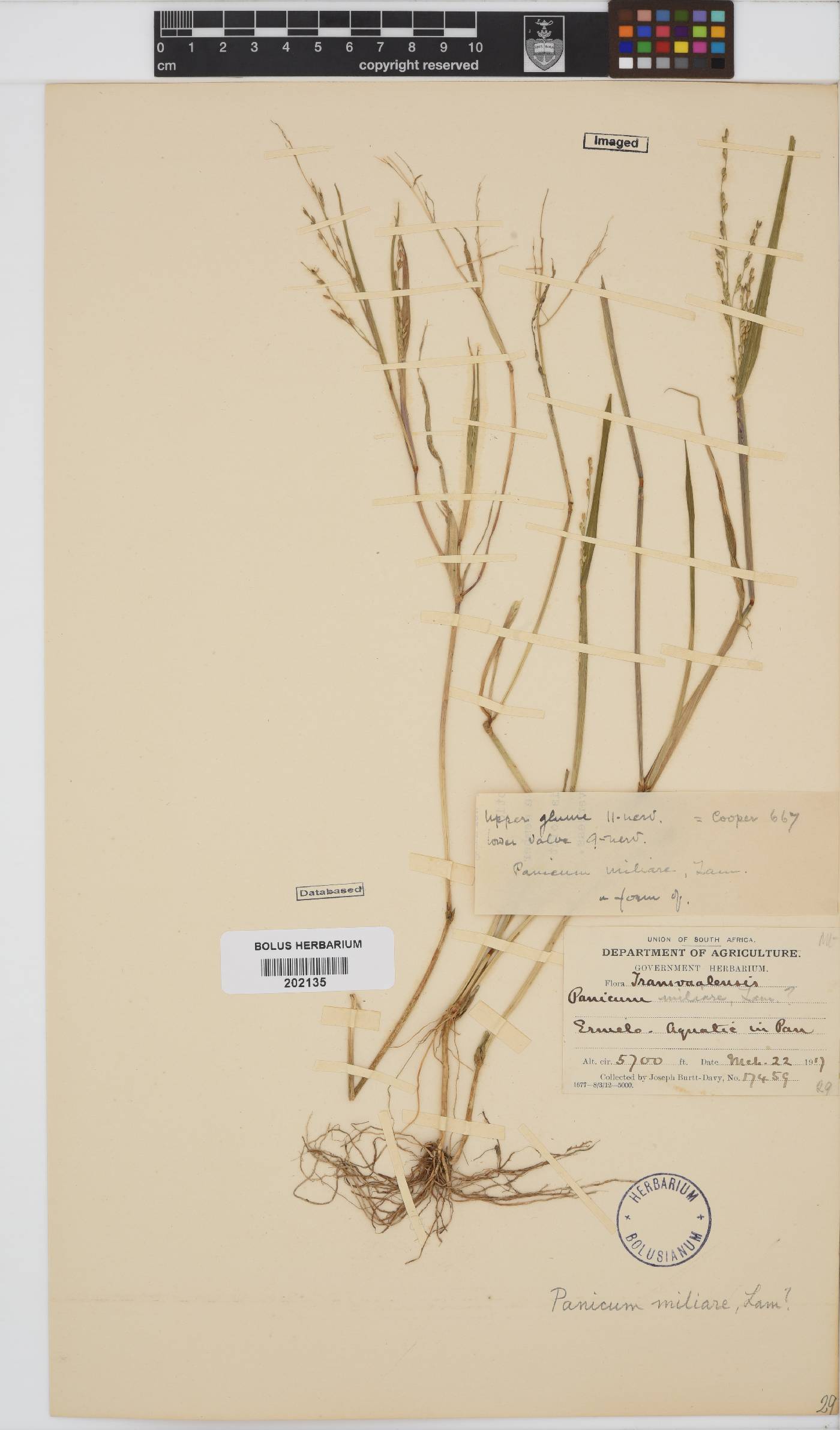 Panicum miliaceum image