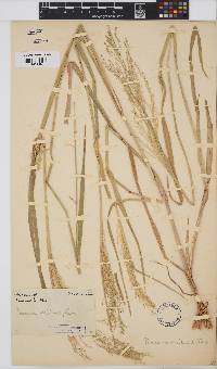 Panicum miliaceum image