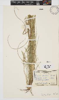 Panicum natalense image