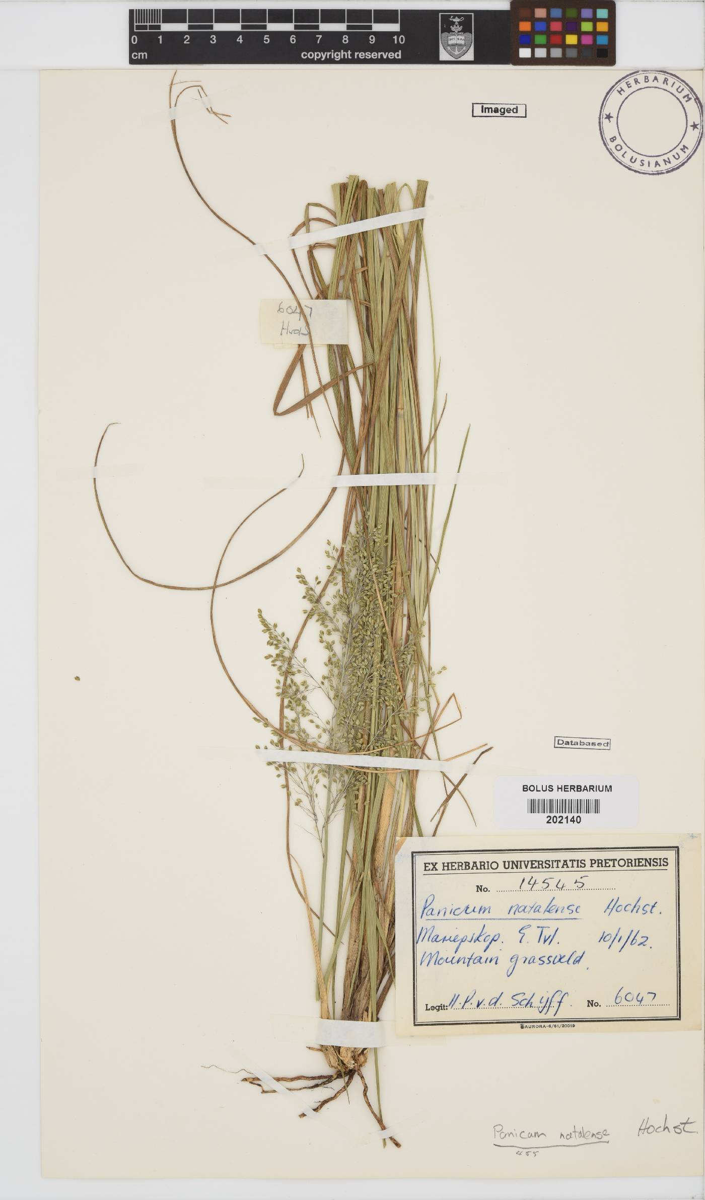 Panicum natalense image