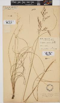 Panicum natalense image