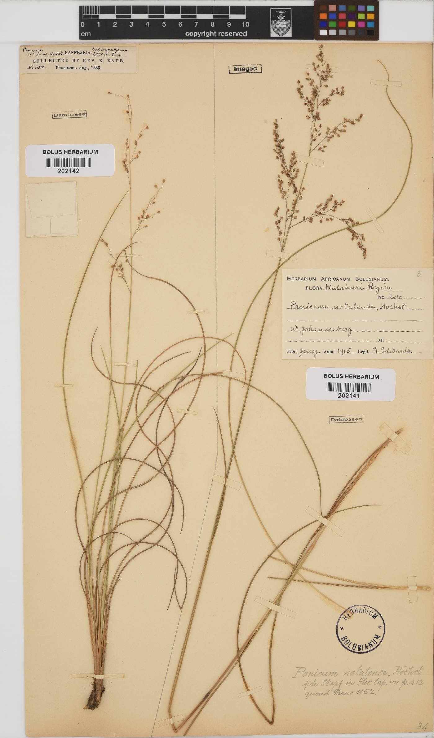 Panicum natalense image