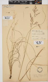 Panicum natalense image