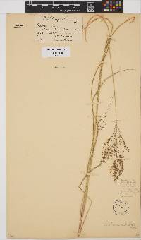 Panicum natalense image