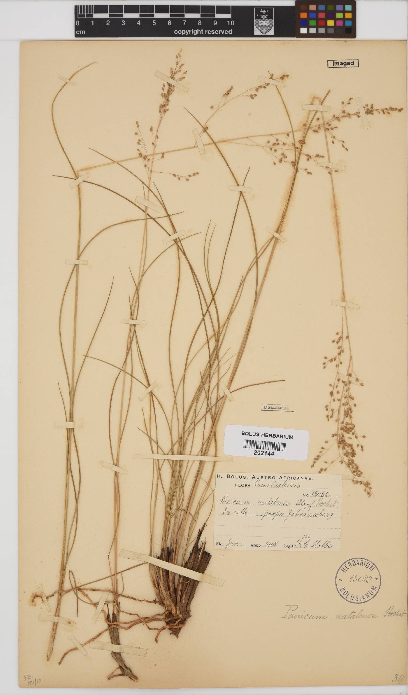 Panicum natalense image