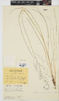 Panicum natalense image