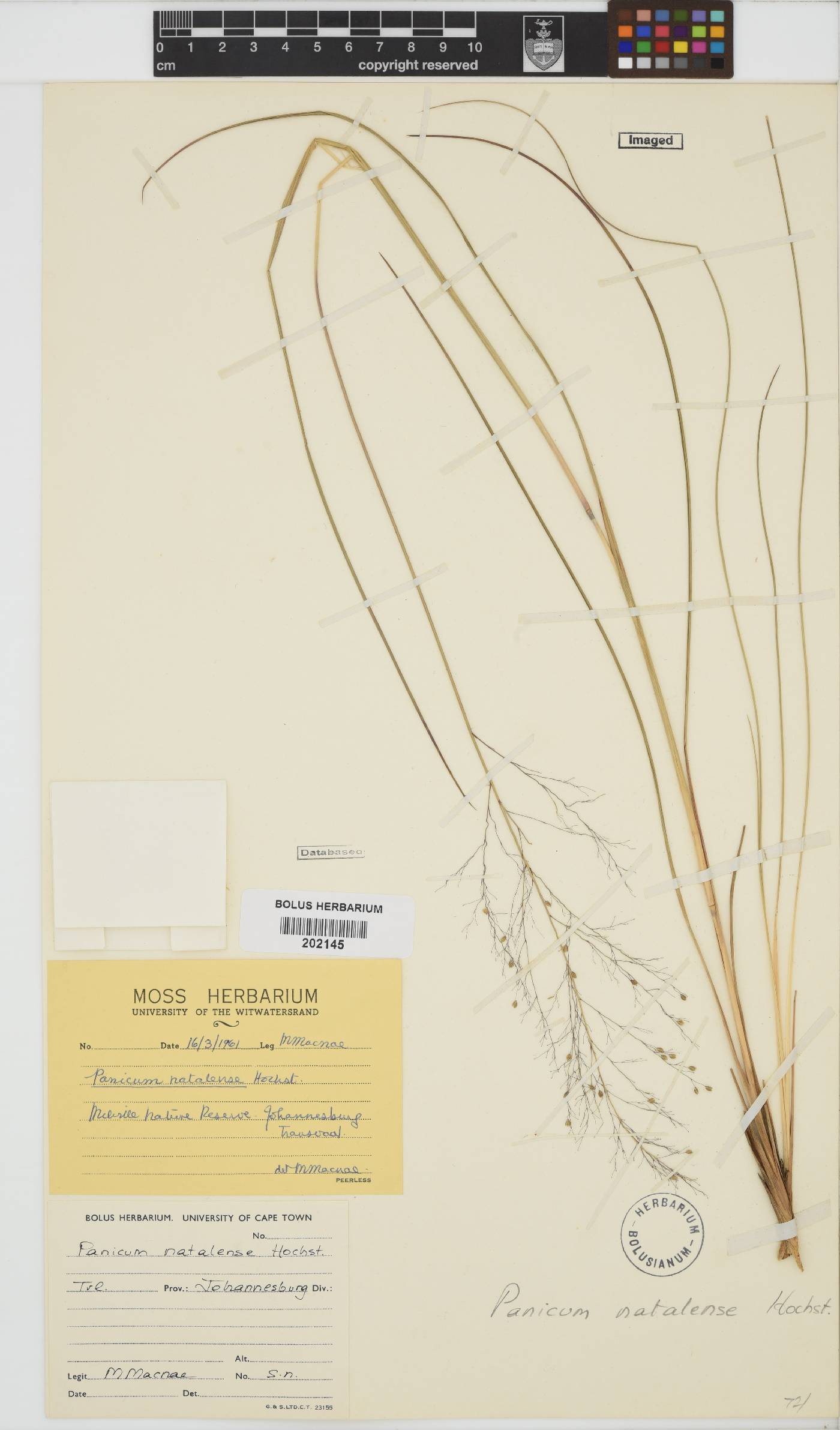 Panicum natalense image