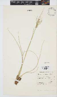 Panicum natalense image